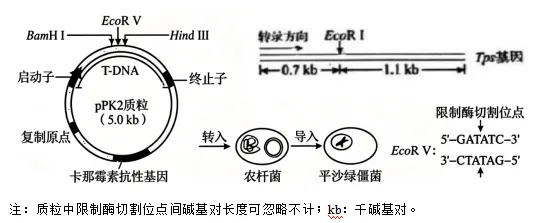2026高考真题分类汇编(第1版)——基因工程专题-第13张图片-四季读书网