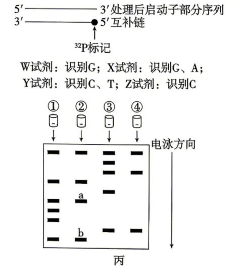 2026高考真题分类汇编(第1版)——基因工程专题-第16张图片-四季读书网