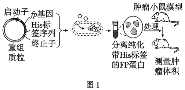 2026高考真题分类汇编(第1版)——基因工程专题-第19张图片-四季读书网