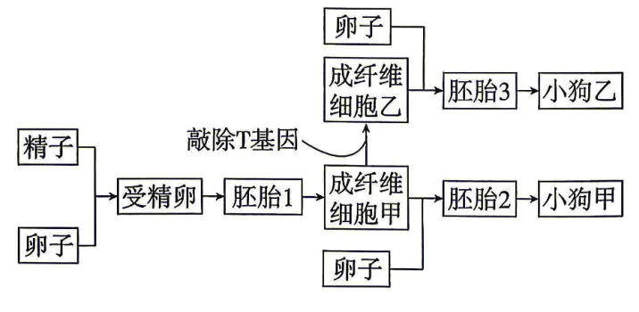 2026高考真题分类汇编(第1版)——胚胎工程-第3张图片-四季读书网