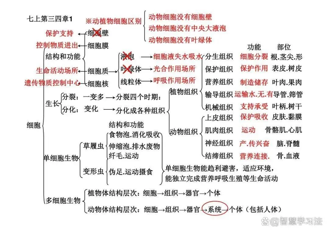 初中(中考)生物知识复习专用,思维导图结构!考点重点一目了然-第4张图片-四季读书网 初中(中考)生物知识复习专用,思维导图结构!考点重点一目了然-第4张图片-四季读书网