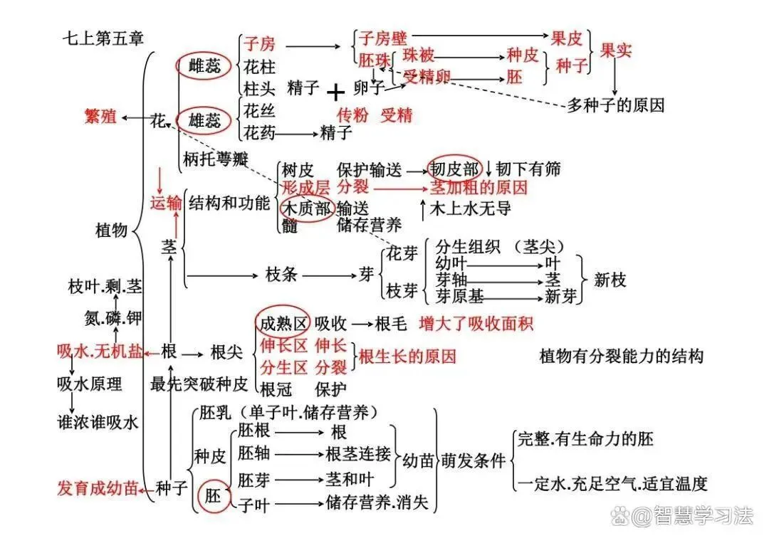 初中(中考)生物知识复习专用,思维导图结构!考点重点一目了然-第5张图片-四季读书网 初中(中考)生物知识复习专用,思维导图结构!考点重点一目了然-第5张图片-四季读书网