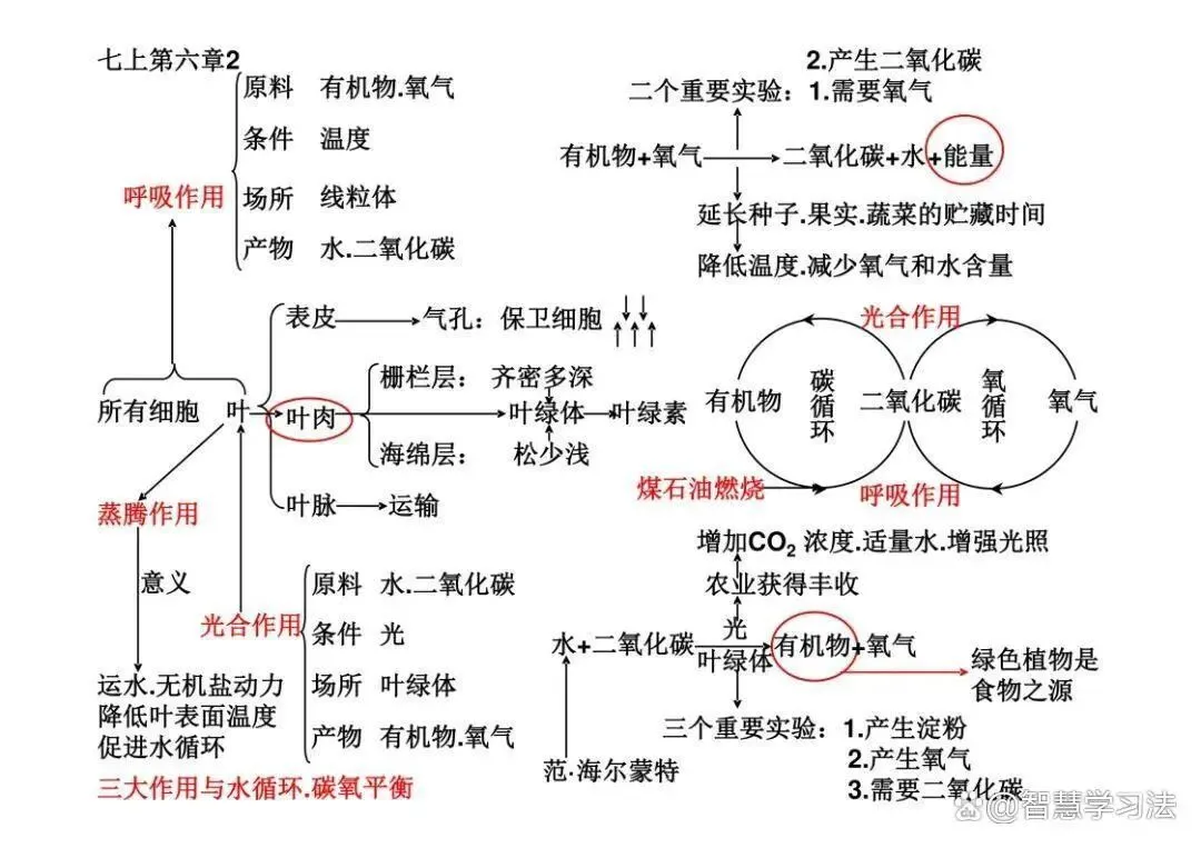 初中(中考)生物知识复习专用,思维导图结构!考点重点一目了然-第6张图片-四季读书网 初中(中考)生物知识复习专用,思维导图结构!考点重点一目了然-第6张图片-四季读书网