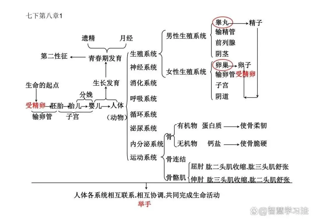 初中(中考)生物知识复习专用,思维导图结构!考点重点一目了然-第7张图片-四季读书网 初中(中考)生物知识复习专用,思维导图结构!考点重点一目了然-第7张图片-四季读书网