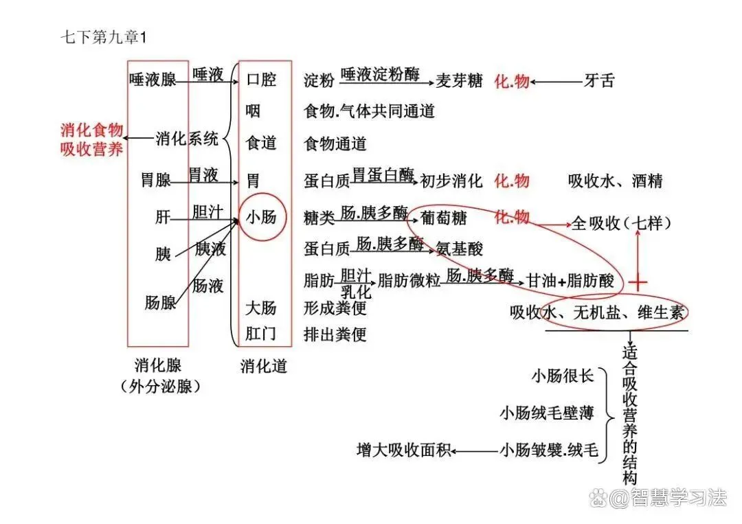 初中(中考)生物知识复习专用,思维导图结构!考点重点一目了然-第9张图片-四季读书网 初中(中考)生物知识复习专用,思维导图结构!考点重点一目了然-第9张图片-四季读书网