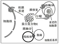 2026年普通高中陕晋青宁生物高考真题及解析-第6张图片-四季读书网