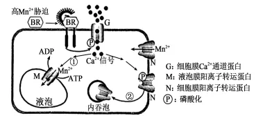 2026年普通高中陕晋青宁生物高考真题及解析-第8张图片-四季读书网
