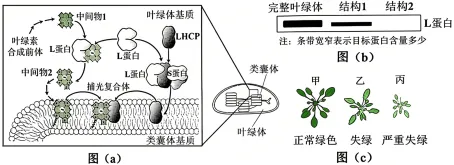 2026年普通高中陕晋青宁生物高考真题及解析-第13张图片-四季读书网