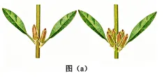 2026年普通高中陕晋青宁生物高考真题及解析-第14张图片-四季读书网