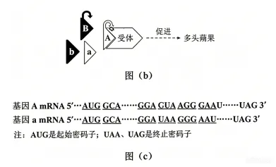 2026年普通高中陕晋青宁生物高考真题及解析-第16张图片-四季读书网