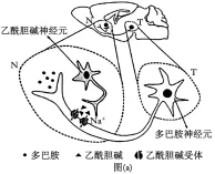 2026年普通高中陕晋青宁生物高考真题及解析-第17张图片-四季读书网