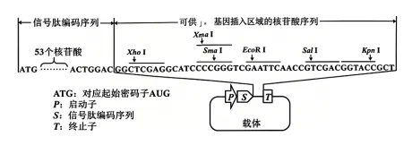 2026年普通高中陕晋青宁生物高考真题及解析-第20张图片-四季读书网