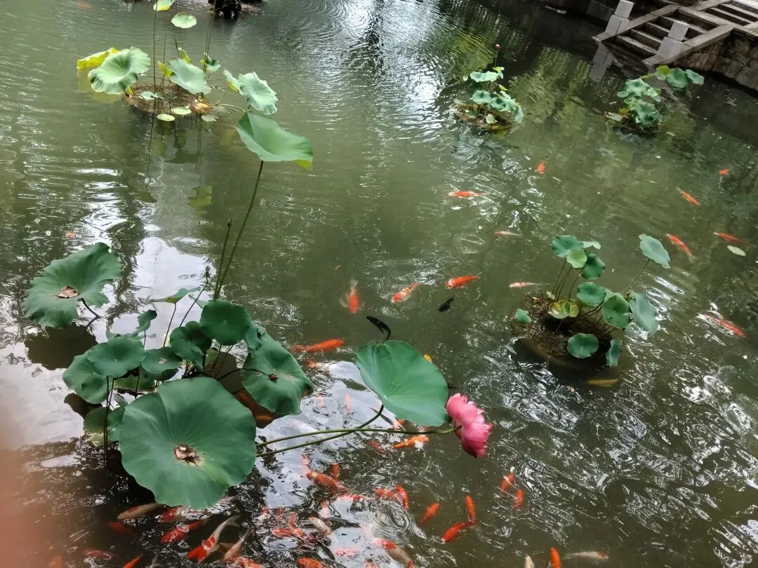 不浪费一分——中考志愿填报经历-第12张图片-四季读书网