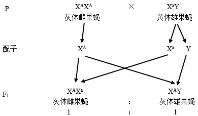 生物高考真题 | 2021年高考生物真题(全国乙卷)-第4张图片-四季读书网