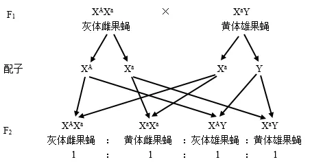 生物高考真题 | 2021年高考生物真题(全国乙卷)-第5张图片-四季读书网
