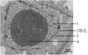生物高考真题 | 2021年高考生物真题(北京卷)-第2张图片-四季读书网 生物高考真题 | 2021年高考生物真题(北京卷)-第2张图片-四季读书网