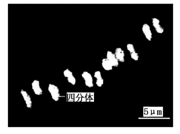 生物高考真题 | 2021年高考生物真题(北京卷)-第4张图片-四季读书网 生物高考真题 | 2021年高考生物真题(北京卷)-第4张图片-四季读书网