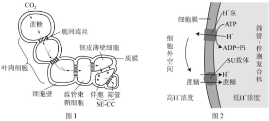 生物高考真题 | 2021年高考生物真题(北京卷)-第11张图片-四季读书网 生物高考真题 | 2021年高考生物真题(北京卷)-第11张图片-四季读书网