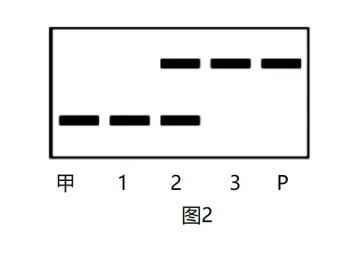 生物高考真题 | 2021年高考生物真题(北京卷)-第13张图片-四季读书网 生物高考真题 | 2021年高考生物真题(北京卷)-第13张图片-四季读书网