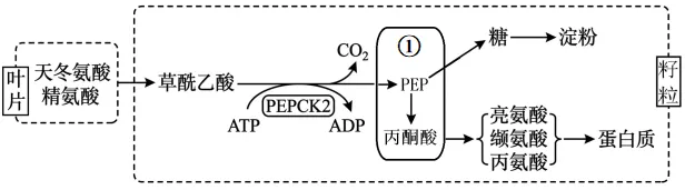 2026年高考黑吉辽蒙卷生物真题详细解读-第3张图片-四季读书网 2026年高考黑吉辽蒙卷生物真题详细解读-第3张图片-四季读书网