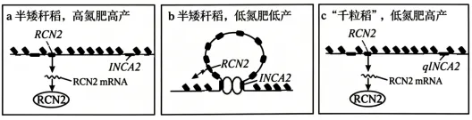 2026年高考黑吉辽蒙卷生物真题详细解读-第12张图片-四季读书网 2026年高考黑吉辽蒙卷生物真题详细解读-第12张图片-四季读书网