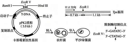 2026年高考黑吉辽蒙卷生物真题详细解读-第13张图片-四季读书网 2026年高考黑吉辽蒙卷生物真题详细解读-第13张图片-四季读书网