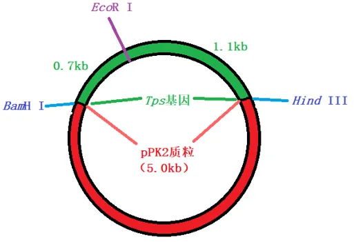 2026年高考黑吉辽蒙卷生物真题详细解读-第14张图片-四季读书网 2026年高考黑吉辽蒙卷生物真题详细解读-第14张图片-四季读书网