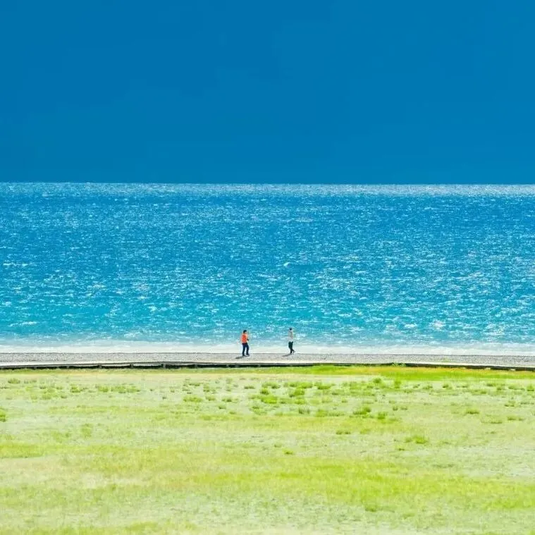 2026年8月浙江高三Z20+联盟生物试卷、答案、解析和评分细则(附视频讲解)-第22张图片-四季读书网 2026年8月浙江高三Z20+联盟生物试卷、答案、解析和评分细则(附视频讲解)-第22张图片-四季读书网