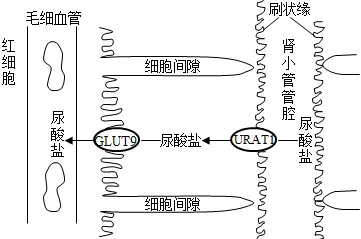生物高考真题 | 2021年高考生物真题(广东卷)-第10张图片-四季读书网 生物高考真题 | 2021年高考生物真题(广东卷)-第10张图片-四季读书网
