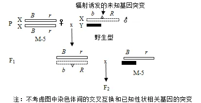生物高考真题 | 2021年高考生物真题(广东卷)-第11张图片-四季读书网 生物高考真题 | 2021年高考生物真题(广东卷)-第11张图片-四季读书网