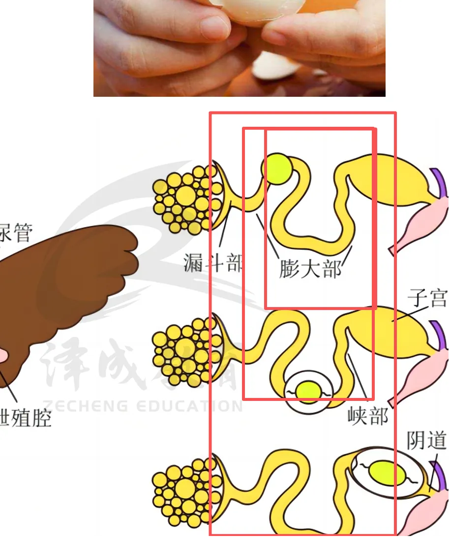 2026延期考区执兽真题来了!快来对答案!-第39张图片-四季读书网 2026延期考区执兽真题来了!快来对答案!-第39张图片-四季读书网