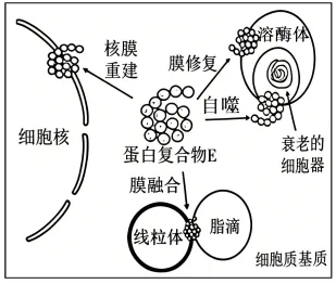 2026年高考陕晋青宁卷生物高考真题选择题(网络解析版)-第1张图片-四季读书网