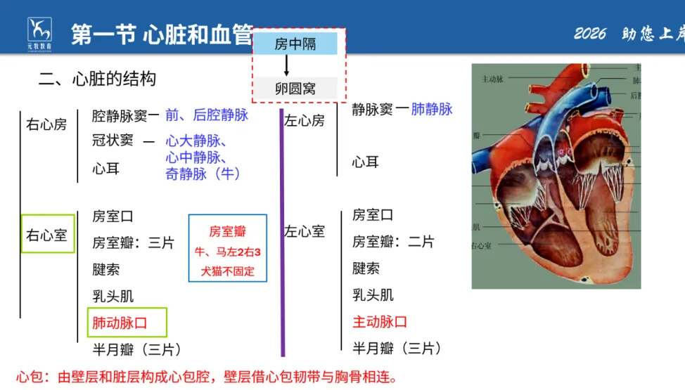 26年执兽考试【B卷】真题回忆版 (第二弹)-第7张图片-四季读书网