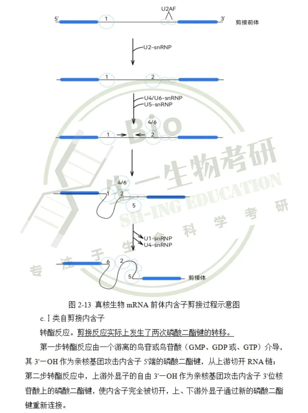【送背诵手册】生一生物考研28考研资料体系介绍!覆盖备考全阶段需求!新增金牌无忧专属刷题背诵资料!-第34张图片-四季读书网