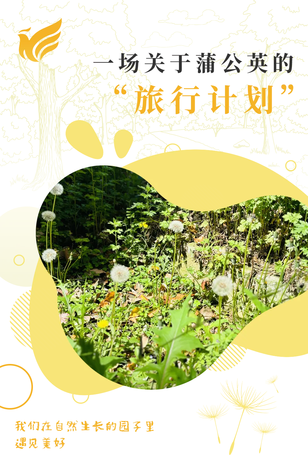 【和风·播报】一场关于蒲公英的“旅行计划”