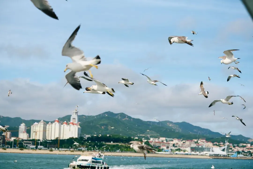 海鸥选美,你pick哪一只?(威海旅行攻略)