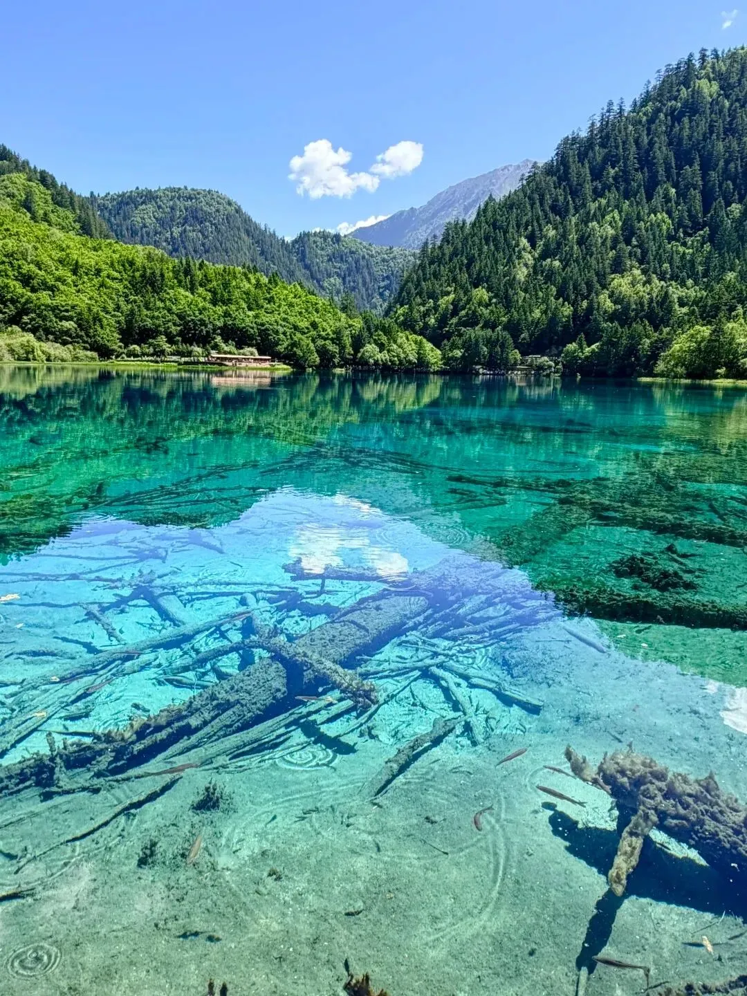 暑期九寨沟旅游攻略,如何避开人群玩得更尽兴?
