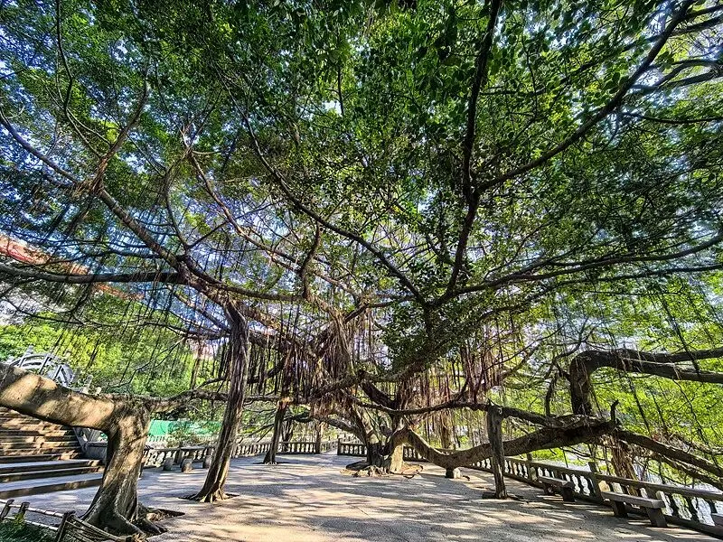 福州旅游攻略,本地人推荐指南!