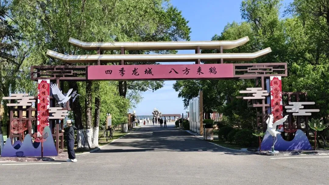 扎龙湿地旅游攻略|丹顶鹤野化训飞难得一见