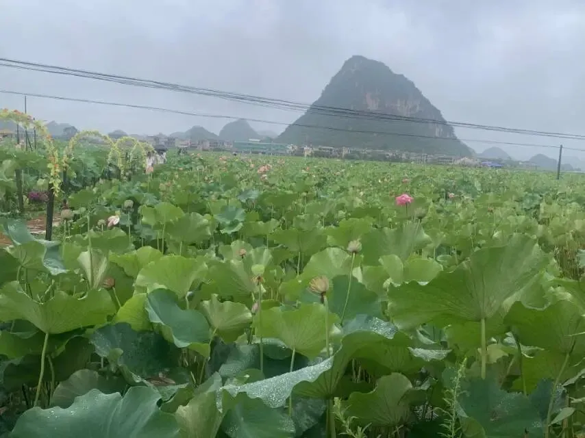 普者黑短途旅行攻略:遇见滇南山水田园秘境