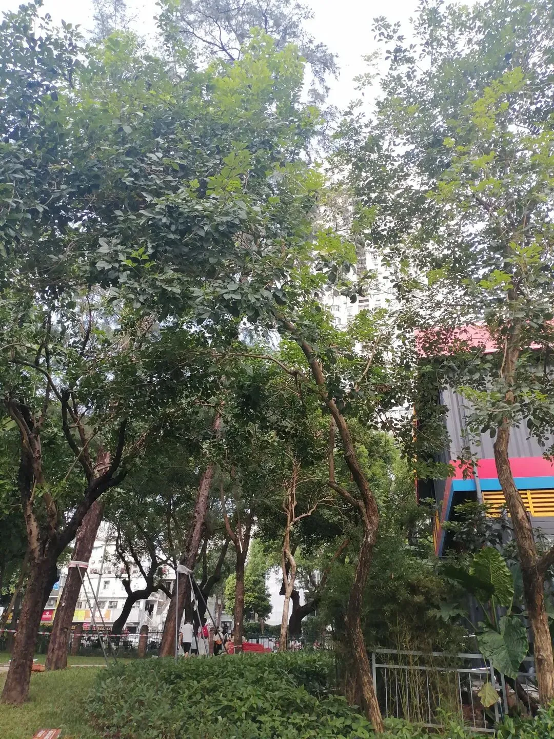 带娃深圳旅游攻略~深圳市儿童公园和东门老街一天游