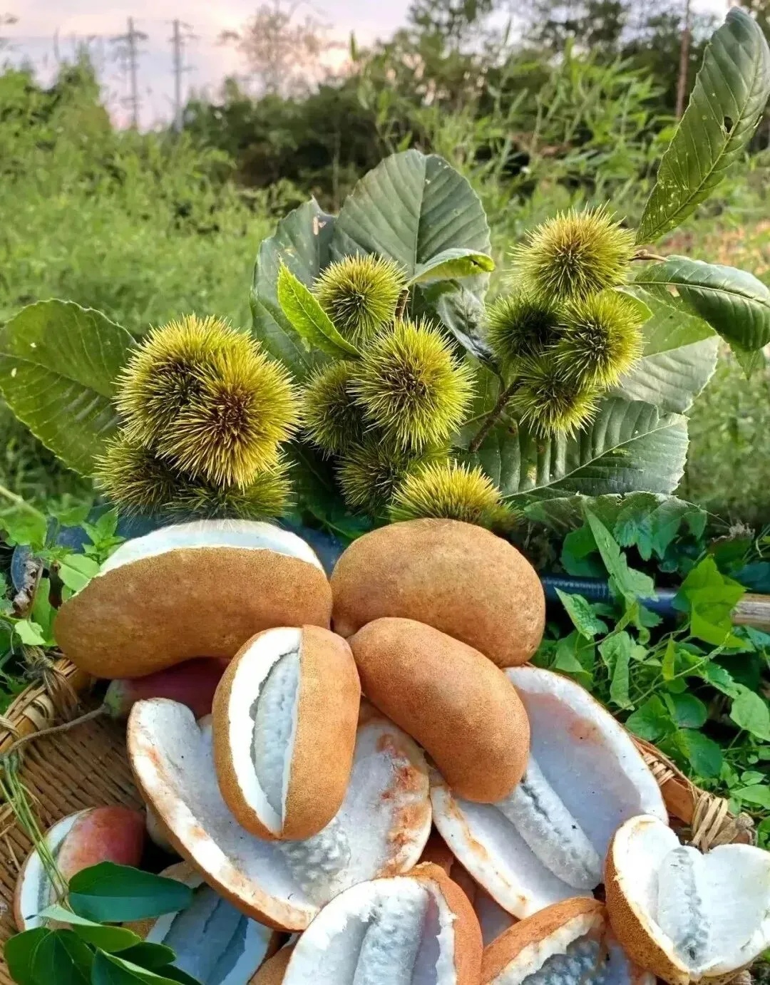 西安周边|免费摘八月炸·游玩全攻略