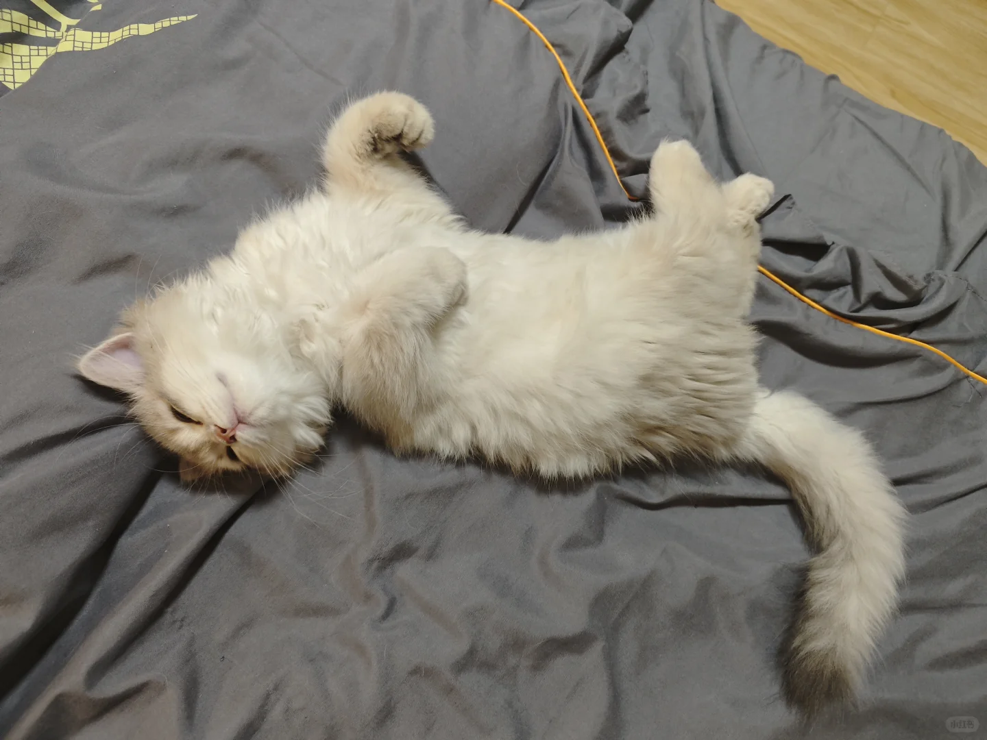诱人小猫