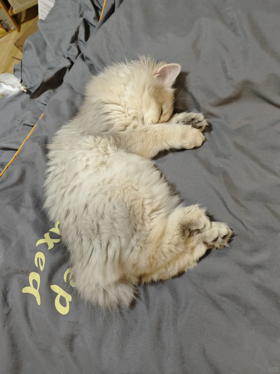 诱人小猫