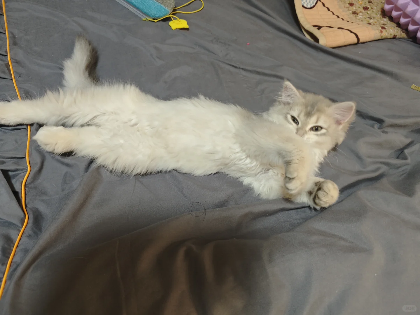 诱人小猫