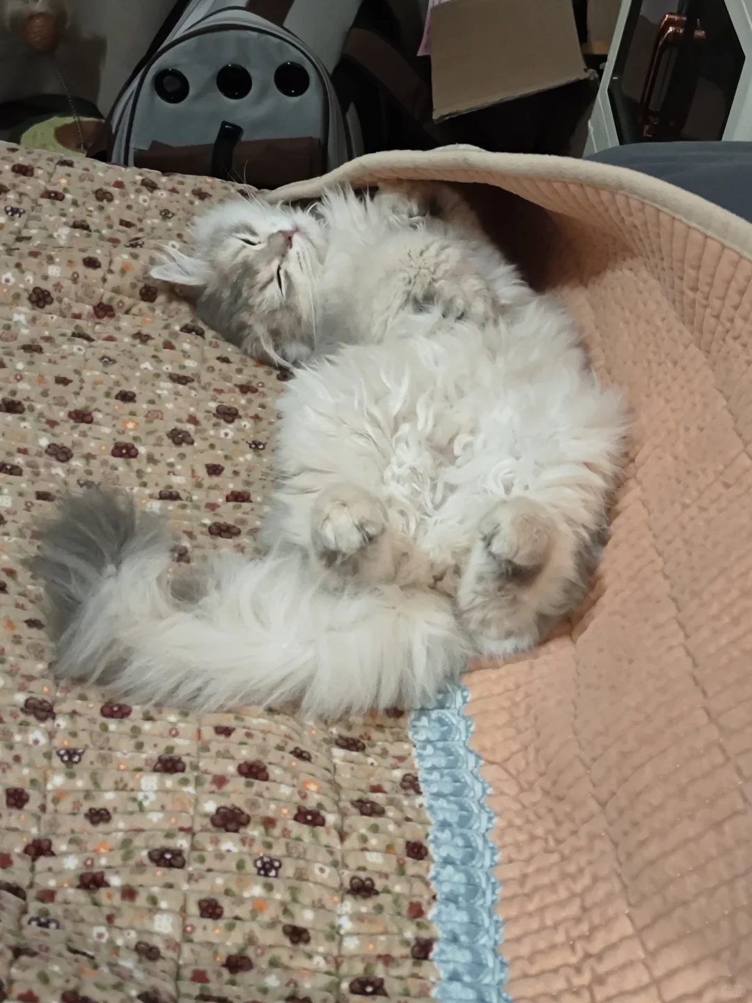 诱人小猫