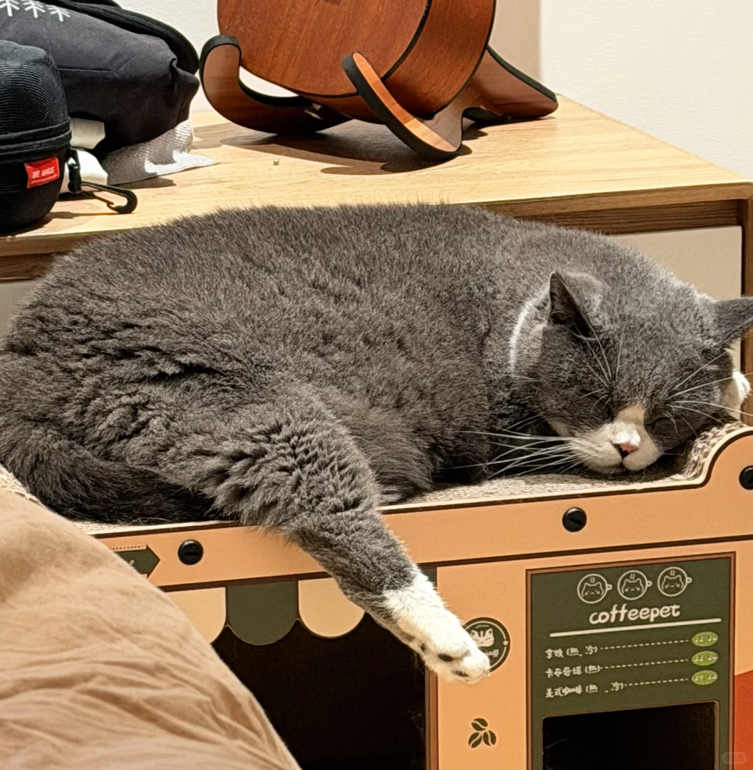 睡姿妖娆的小猪咪