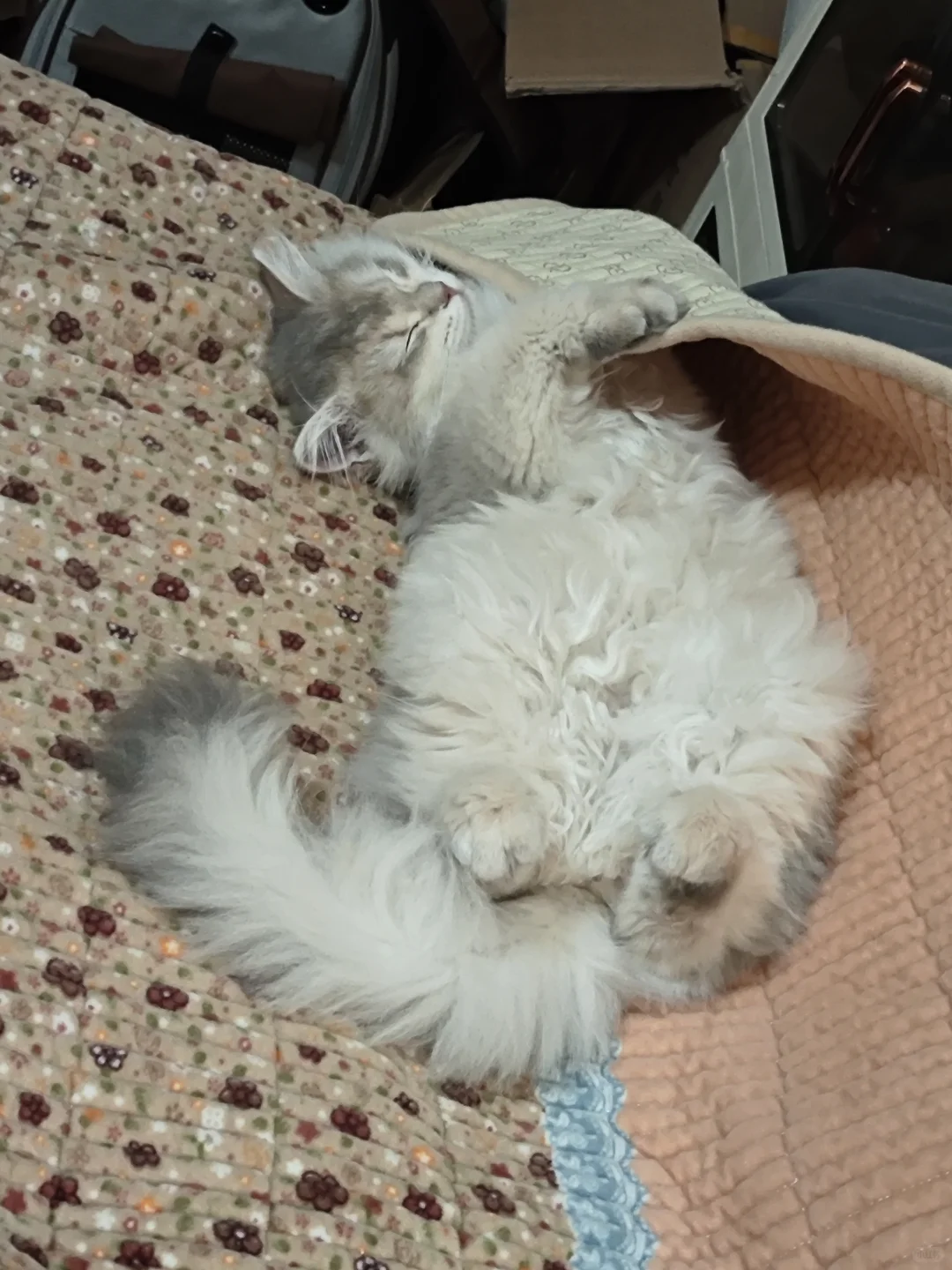 诱人小猫