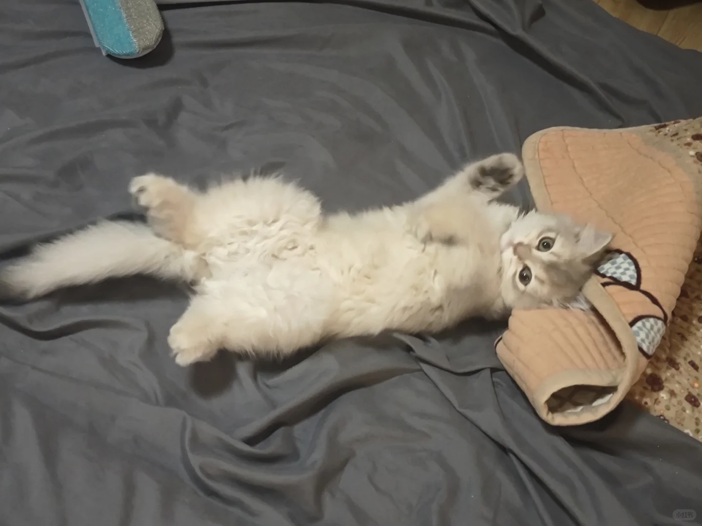诱人小猫
