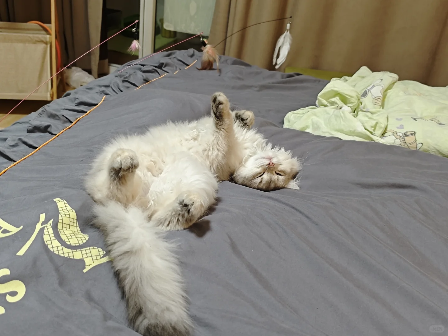 诱人小猫